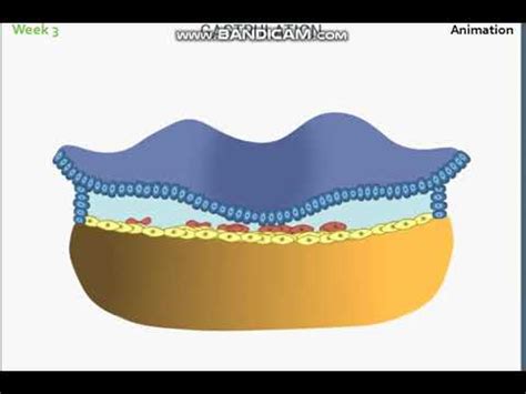 3rd Week Gastrulation Animation - YouTube