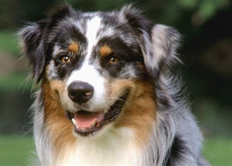 Australian Shepherd dog face photo and wallpaper. Beautiful Australian Shepherd dog face pictures