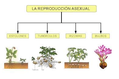 Descubre qué es la reproducción asexual - ¡Con EJEMPLOS!