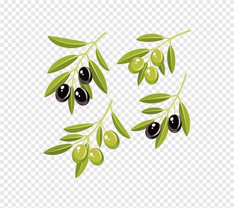 Olive oil graphics Olive leaf, Olive Branch Coloring Page, food, leaf png | PNGEgg