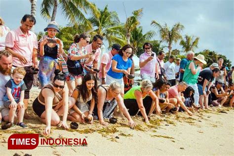 Lepas Tukik ke Laut, Cara Griya Santrian Beach Resort Lestarikan ...