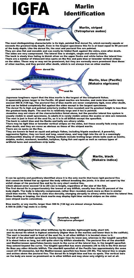 Marlin Species - The Fishing Website : Discussion Forums - Page 1