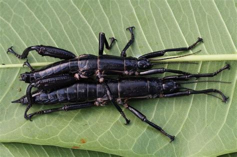 Decades Later, 'Tree Lobster' Stick Insects Escape Extinction | Live Science