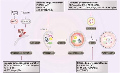 Disruption of autophagy machinery in neurodegenerative diseases ...