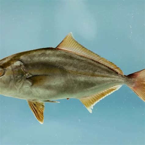 Greater amberjack - Facts, Diet, Habitat & Pictures on Animalia.bio