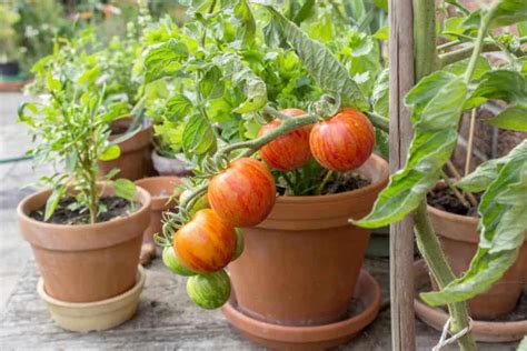 Growing Tomatoes in a Container - Gulley Greenhouse