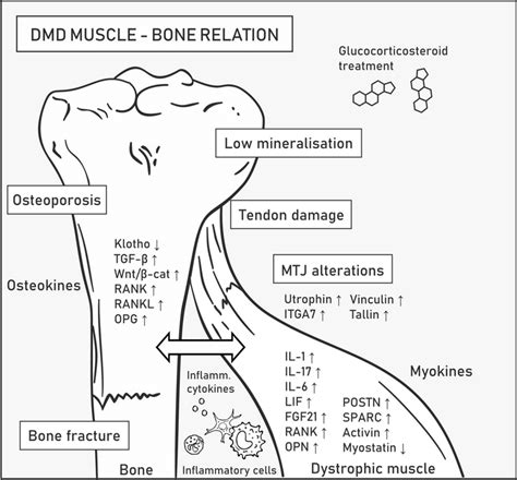 Muscle–bone relation in Duchenne muscular dystrophy. DMD symptoms... | Download Scientific Diagram