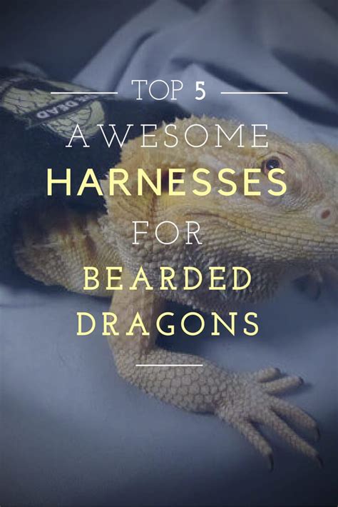 Best Bearded Dragon Harnesses | Bearded Dragon Tank