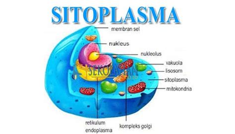 Fungsi Sitoplasma : Pengertian, Ciri, Struktur dan Komponen Sitoplasma Pada Hewan dan Tumbuhan