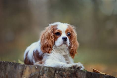 Are Cavalier King Charles Spaniels Hypoallergenic?