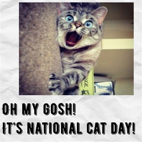 Pin by Chris Johnson on cats cats cats | National cat, National cat day, Cat day