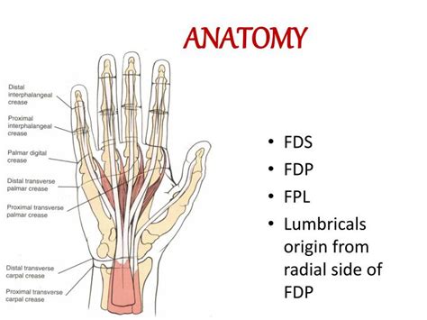 PPT - Cut Wrist & Flexor tendon injury PowerPoint Presentation - ID:7081690