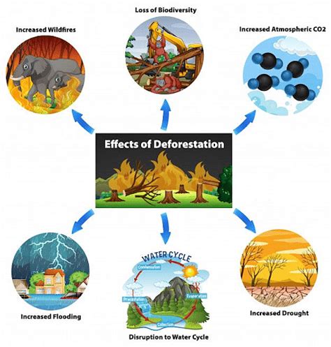 Deforestation Educational Poster - vrogue.co