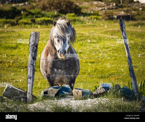 Connemara Pony near Ballyconneely, Connemara, County Galway, Ireland. The Connemara Pony (Irish ...