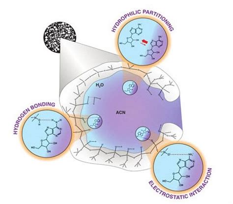 HILIC Retention Mechanisms | Thermo Fisher Scientific - JP