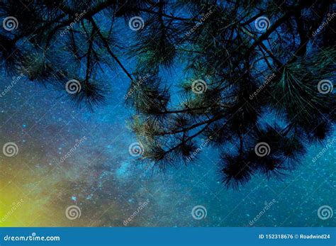 Pine Tree with Starry Night Sky Stock Photo - Image of wallpaper, night: 152318676