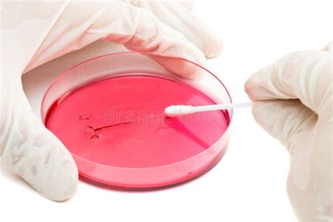 Inoculation Of Bacteria Sample Into Petri Dish Stock Image - Image of ...