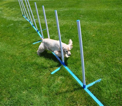 Dog Agility Equipment for Backyard Training and Just Plain Fun