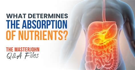 What determines the absorption of nutrients? | Masterjohn Q&A Files #145