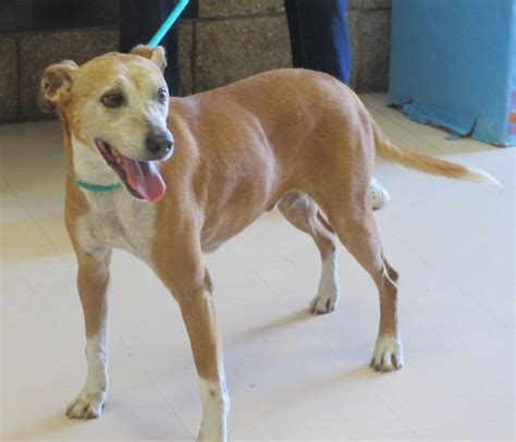 South Louisiana Pets In Need: CLANCY Rat Terrier Whippet Mix @ Jefferson Parish Louisiana Shelter