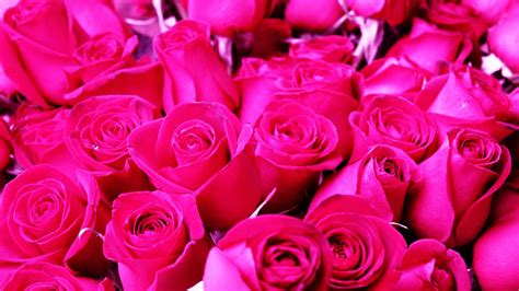 🔥 [25+] Pink Roses Backgrounds | WallpaperSafari