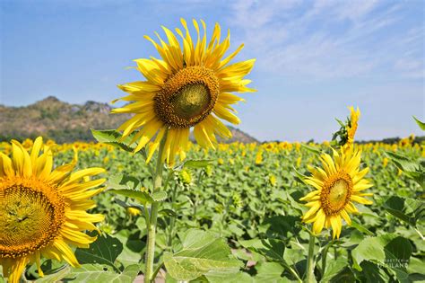 Khao Chin Lae Sunflower Fields in Lopburi [Updated 2020] - It's better ...