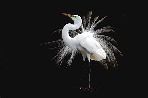 Download Feather Bird Animal Egret HD Wallpaper