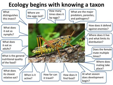 PPT - Insect Ecology PowerPoint Presentation - ID:2087805