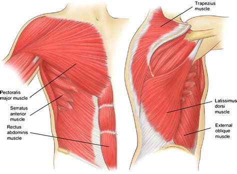 Figure 7 from Relevant surgical anatomy of the chest wall. | Semantic Scholar