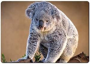 Amazon.com: Cute fat koala bear fridge magnet: Kitchen & Dining