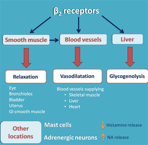 Beta adrenergic receptors