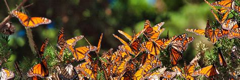 Reviving Monarch Butterfly Habitats | Bayer United States