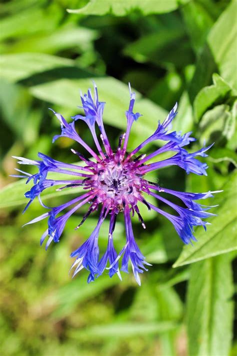 Flower Cornflower Perennial Stock Photo - Image of grass, blossom: 149694262