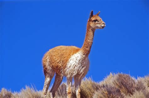 Vicuña Chile (Lama vicugna) | Camélido de Chile, Perú y Boli… | Flickr