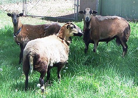 Barbados Blackbelly Sheep: Back From the Brink of Extinction - Countryside