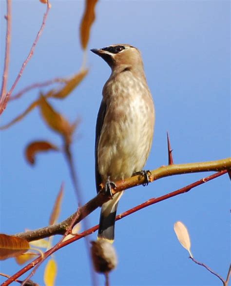 Juvenile Cedar Waxwing II | Flickr - Photo Sharing!