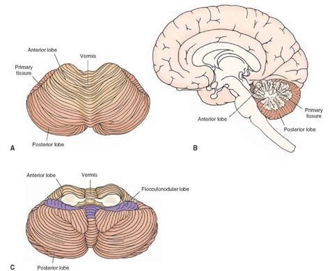 Brainstem II: Pons and Cerebellum Part 2 | Infografia psicologia ...