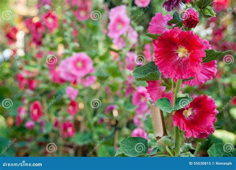 Malva flowers stock image. Image of color, floral, fragile - 55030815