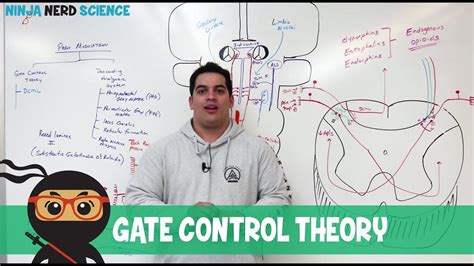 Pain Modulation Pathway Mechanisms in El Paso, TX - El Paso, TX Doctor ...