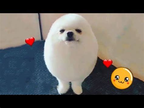 PomPom, a Pomeranian Dog, Groomed to look like an Egg Shaped Dog | POP ...