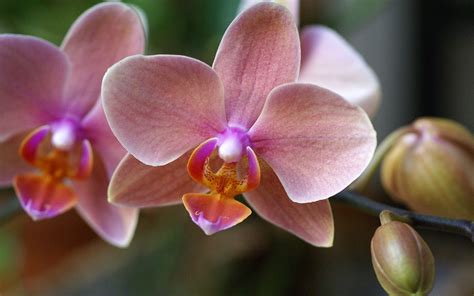 How to Care for Phalaenopsis Amabilis Orchids (Moth Orchids) / Anggrek Bulan 03/11/2018 - Hidden ...