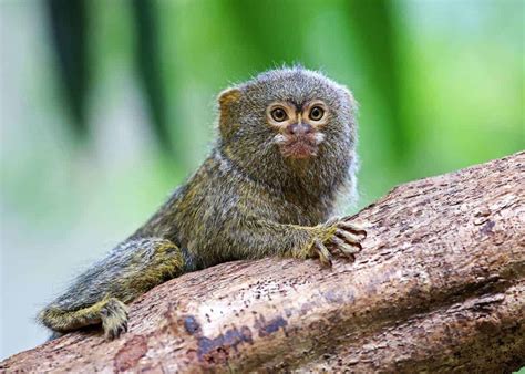 31 Pygmy Marmoset Facts: Guide to Finger Monkeys (Cebuella pygmaea) | Storyteller Travel