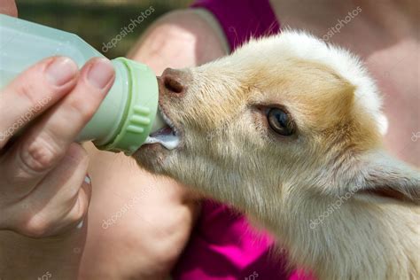 Bottle Feeding Baby Goat — Stock Photo © sframe #5670037