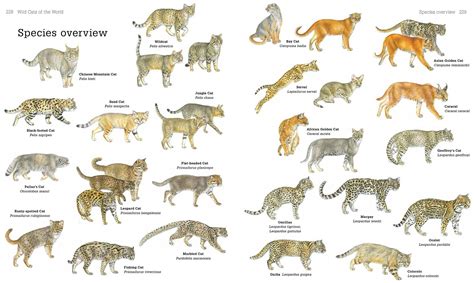 Secrets of the World's 38 Species of Wild Cats | Types of wild cats ...