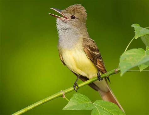 Yellow Birds in North Carolina - Picture and ID Guide - Bird Advisors