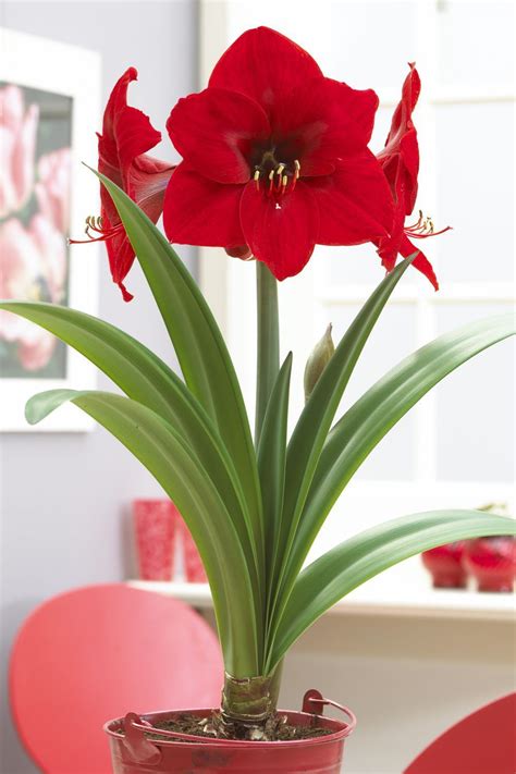 11+ Flowers that Survive in Winter: Blooming Plants to Grow In the House | Amaryllis flowers ...