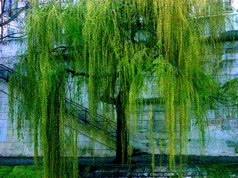 Weeping Willow Diseases | eHow UK