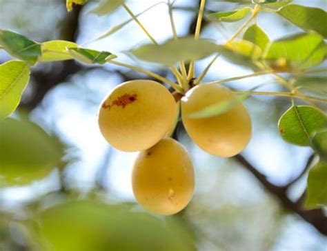 Marula fruit can help fight poverty | The Citizen