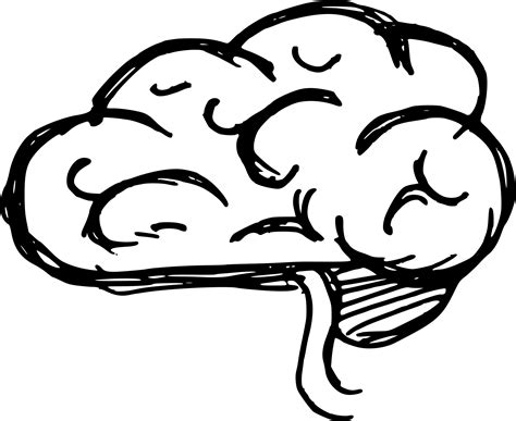 Line art Drawing Brain Clip art - Brain png download - 1833*1500 - Free Transparent png Download ...