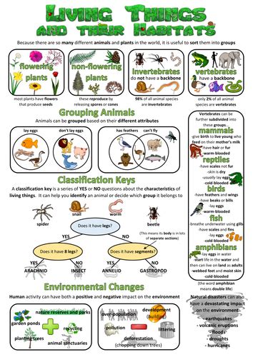 Year 4 Science Poster - Living things and their habitats | Teaching Resources